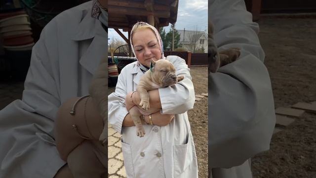 Щенка амбулли 2 месяца. Прогулка. Рецепт маринада с #аусси #кроличьятакса #американскийбулли #ДРТ смотреть онлайн