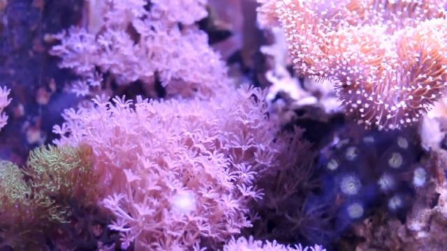 Морской аквариум 700л (Ростов-на-Дону) смотреть онлайн