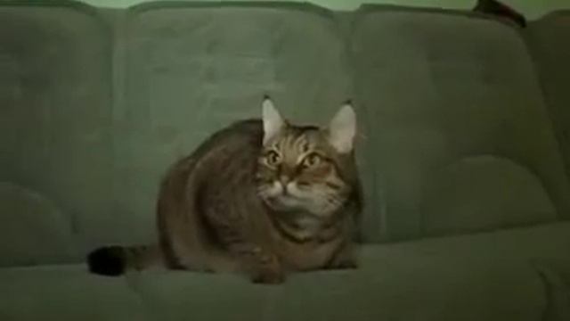 Очень большой кот! смотреть онлайн