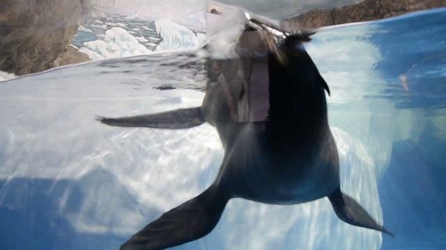 Морской котик в пингвинариуме г.Сочи. 2017г. смотреть онлайн