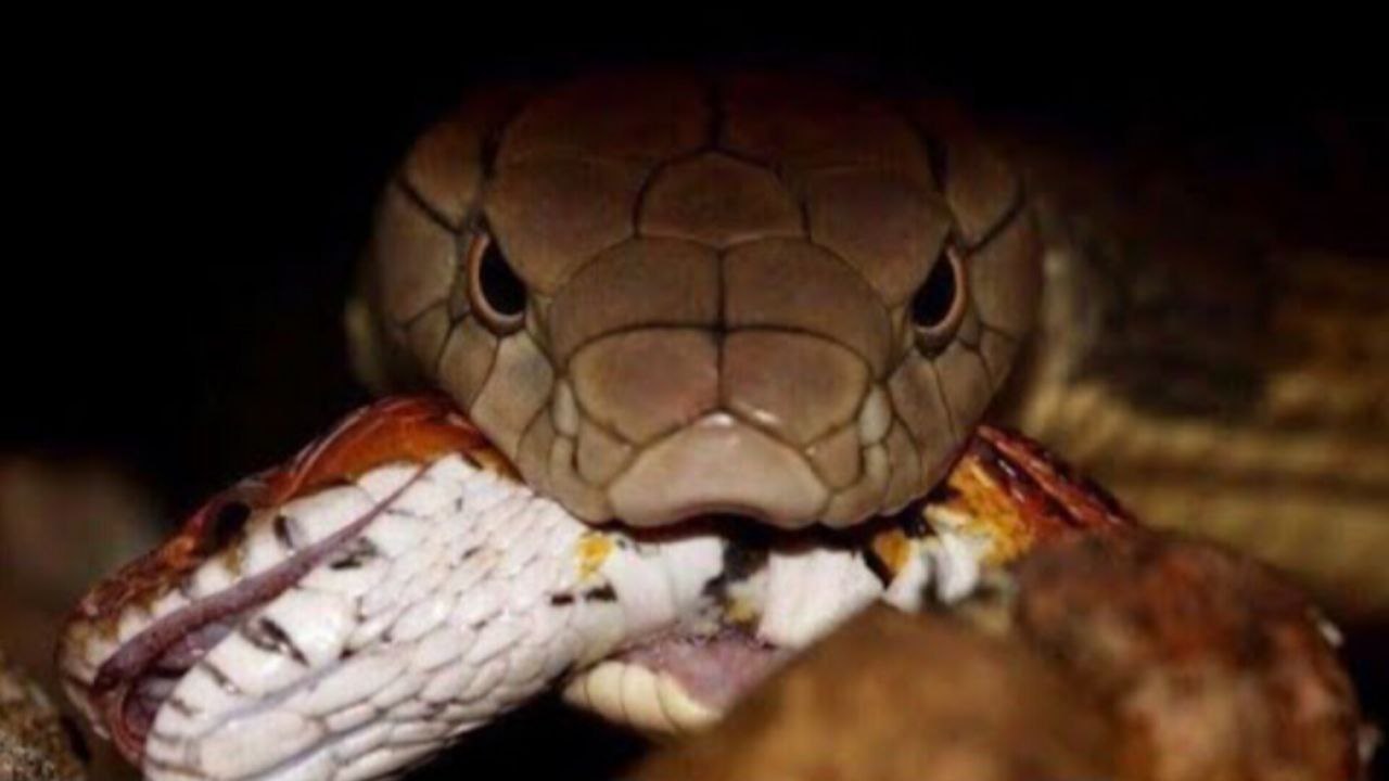 To This Snake After That, A Monument Was Erected. Gorgeous Mussurana.