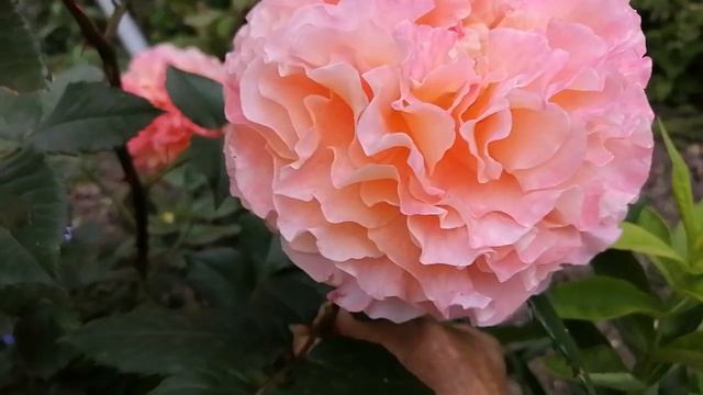 Августейшая Августа Луиза от Тантау#августалуизароза смотреть онлайн