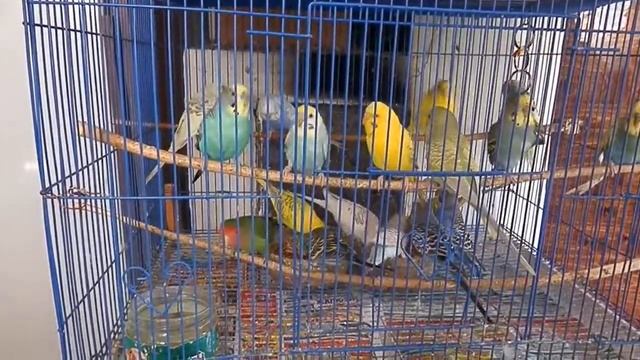 неразлучник в стайке волнистых попугайчиков смотреть онлайн