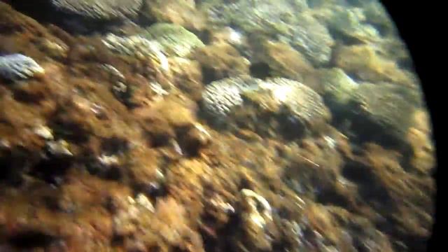 Рыбы красного моря. Голубопятнистая свистулька смотреть онлайн
