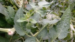 Полудетерминантные томаты