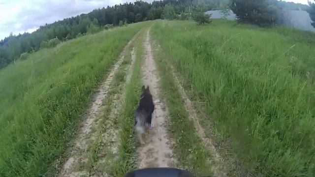 Путеводные уши, хвост и жопа :) смотреть онлайн