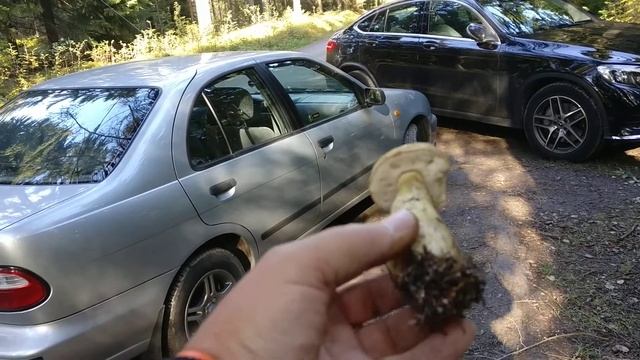 26 сентября 2019 г. Сбор грибов!(2) смотреть онлайн