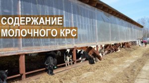 Содержание молочного КРС. Айрширская порода. Семейная ферма КФХ Герефорд