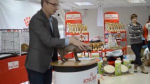 Монопородное шоу кошек породы Корниш-рекс, Алиса-Бест