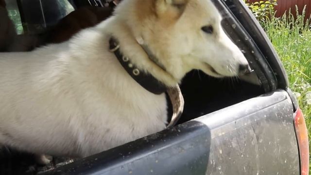 Спасение лаек/В жару на речку/ смотреть онлайн