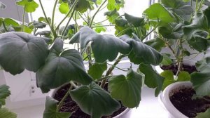 СКРУТИЛИСЬ ЛИСТЬЯ только у одной ГЕРАНИ. Нашла причину.