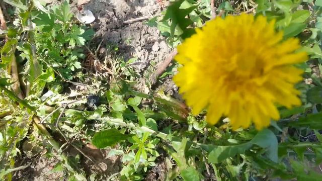 Лазоревый тюльпан!!!!!! Вы увидете чудо! !!! смотреть онлайн