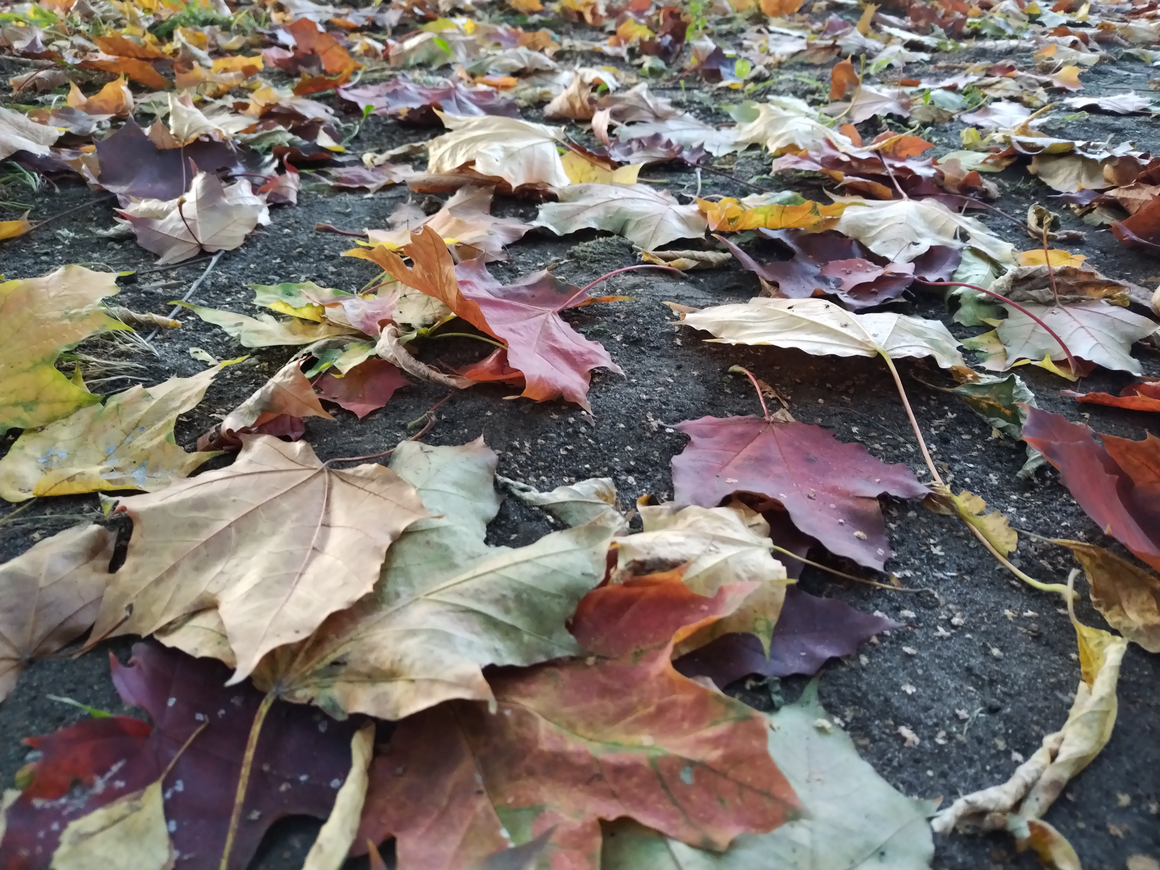 Первые краски осени в Вешняках 2023 смотреть онлайн