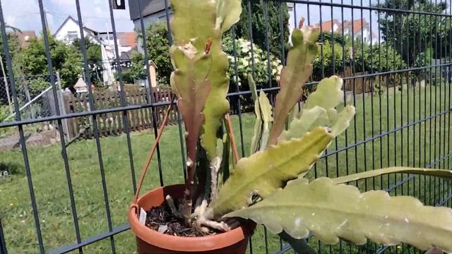 Джунгли.Лесные кактусы.Мои эпифиллумы. смотреть онлайн