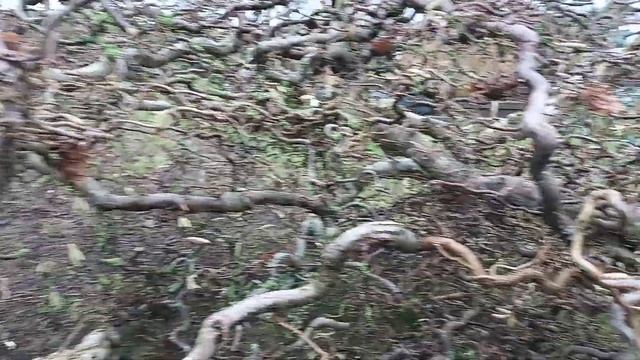Winter pruning Corylus avellana contorta (Corkscrew Hazel) смотреть онлайн