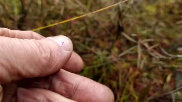 Ездили на озёра Волково и Великое. часть 1 смотреть онлайн