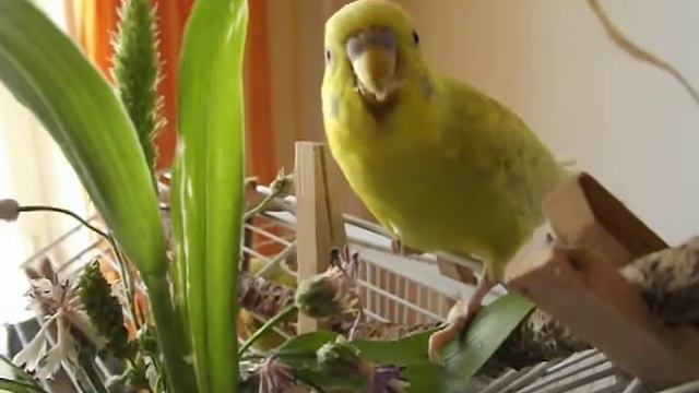 Сocorito mangia semi di fiori fiordaliso 2011 - Попугайчик ест семена василька прямо из цветка смотреть онлайн