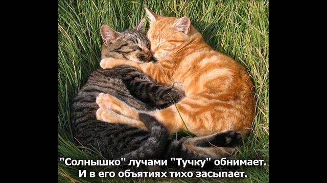 Веселые картинки. Кошки смешные видео. Коты смешные котики. смотреть онлайн