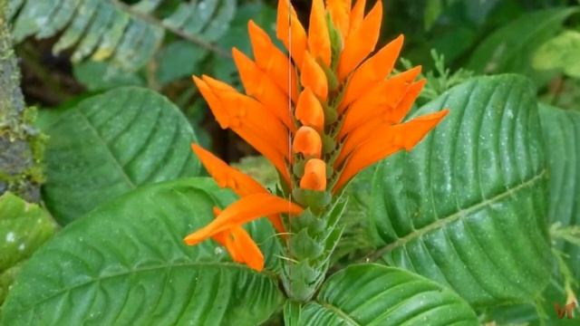 Афеландра (Aphelandra), либо афеляндра смотреть онлайн