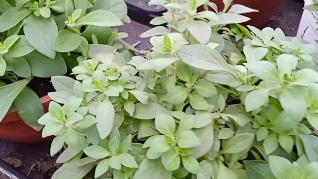 9 декабря. Пикировка, обзор теплицы. смотреть онлайн