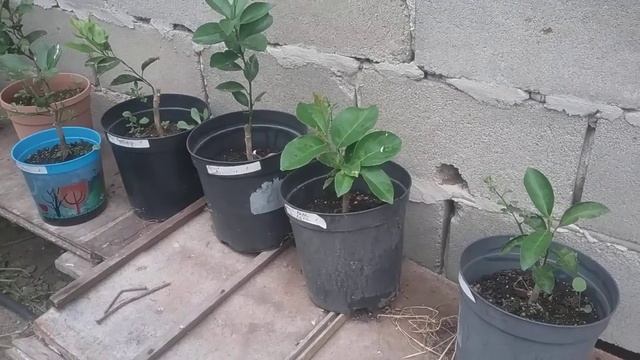 12 августа 2021 г. Плоды пепино. колеусы и лимоны. смотреть онлайн