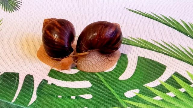 Террариумы для улиток | Содержание улиток | Snails for you смотреть онлайн