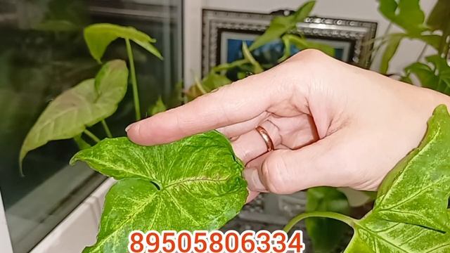 комнатные растения: ИЗЛИШКИ смотреть онлайн