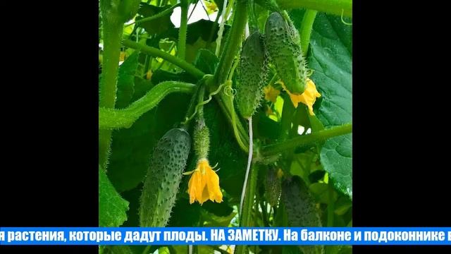 Огурцы: семена лучшие самоопыляемые пучковые длительного плодоношения смотреть онлайн