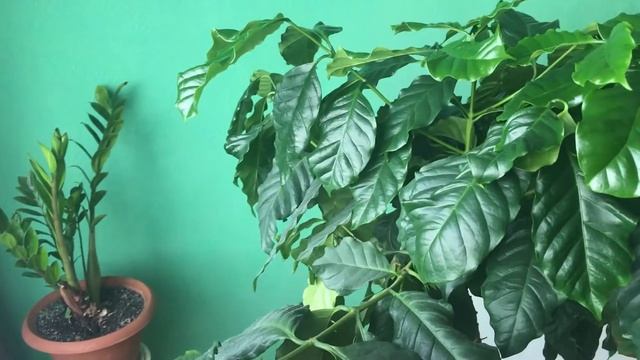 Кофейное дерево дома. Как я ухаживаю за ним. смотреть онлайн