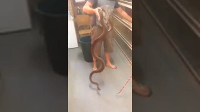 Olive Python Bite. Phone Vid. смотреть онлайн