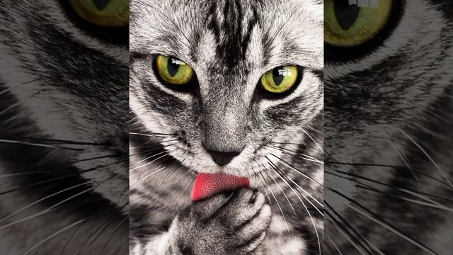 WHICH COLOR OF THE CAT WILL WIN? КАКОЙ ЦВЕТ КОТА ПОБЕДИТ? GRAY CAT. СЕРЫЙ КОТ. смотреть онлайн