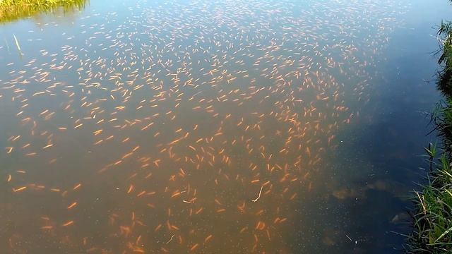 Złota Orfa - Leuciscus Idus V. Orpha