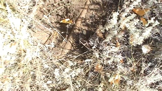 Разведка в лесопосадке смотреть онлайн