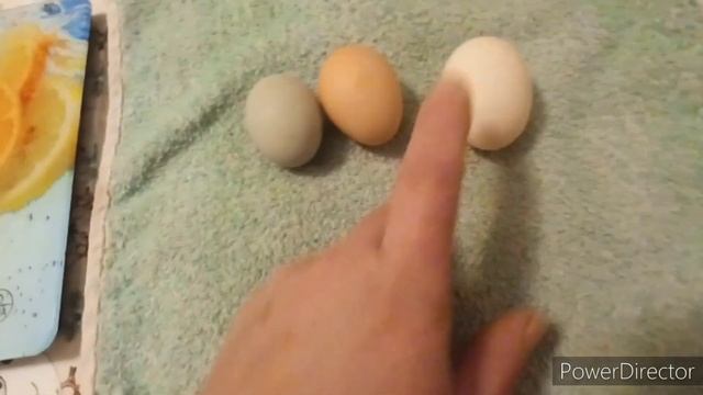 Почему у молодки мелкое яйцо ?? смотреть онлайн