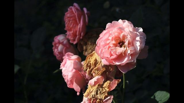 Canon R100 review - the cheapest mirrorless camera: what to expect? (+ test photos) смотреть онлайн