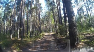 Поездка по лесной дороге из Звенигово
