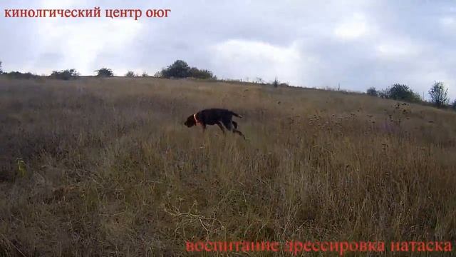 Воспитание, дрессировка и натаска охотничьих собак