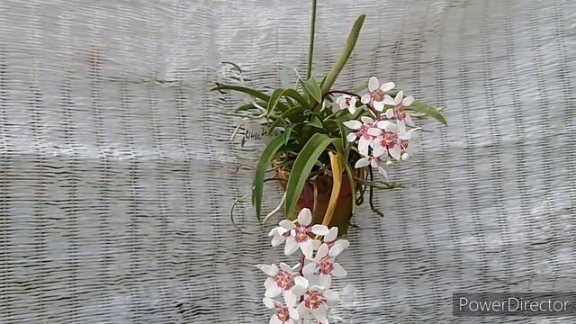 Sarcochilus Hartmannii (Sarcochilus Fitzgeraldii?)
