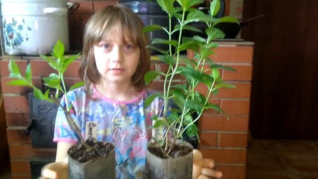 15.04.2020 Один сорт, а с укрытия достали в разное время. смотреть онлайн