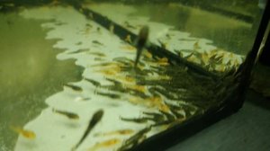 Малек Анциструса. Первая неделя