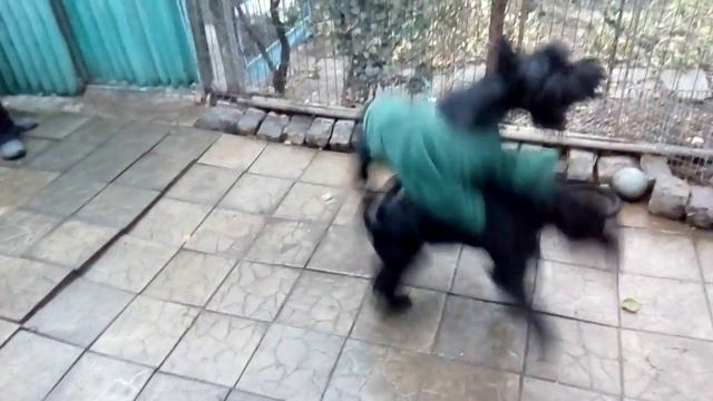 ИГРЫ ДОМА РК ДЕМИР ТУЧКА смотреть онлайн