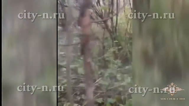 По Прокопьевску бегал медвежонок