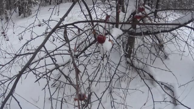 Прогулка по лесу смотреть онлайн