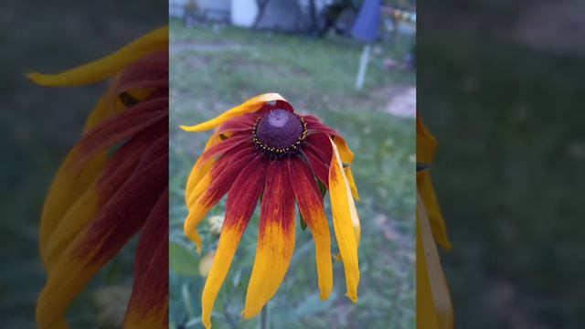 Цветы #осенниецветы #розы #дача