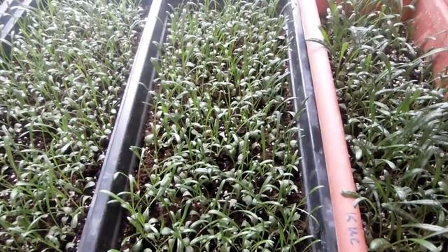 Схема №1 для использование удобрения при выращивании петунии и других цветов! смотреть онлайн