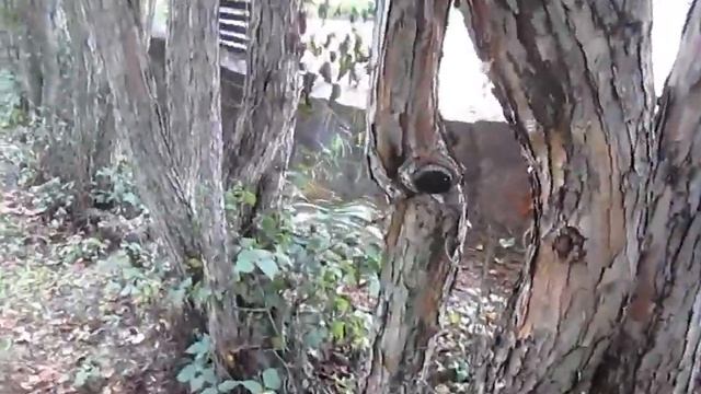 Деревья рассказывают сказки смотреть онлайн