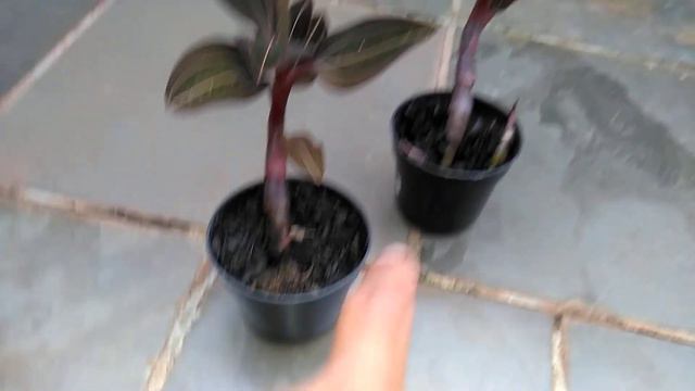 ORQUÍDEA BLC EXÓTICO DREAM É PHALAENOPSIS LOVELY ( BROTHER ) POPULAR NEGRINHA UM ENCANTO DE FLOR 😍 смотреть онлайн
