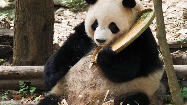 Аномальная жара в Китае. Такого не было 60 лет смотреть онлайн