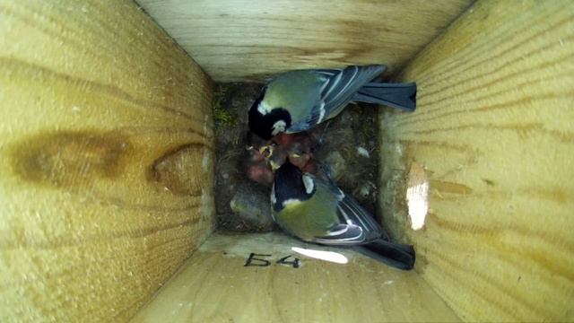 Большие синицы кормят своих птенцов ( Parus major ) смотреть онлайн