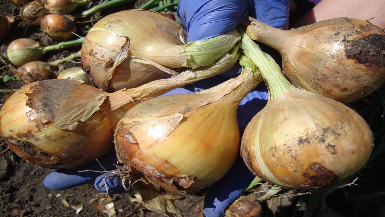 КОГДА И КАК УБИРАТЬ ОЗИМЫЕ ЛУК И ЧЕСНОК смотреть онлайн